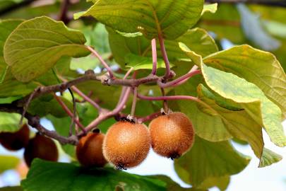 Fotografia da espécie Actinidia deliciosa