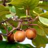 Fotografia 7 da espécie Actinidia deliciosa do Jardim Botânico UTAD