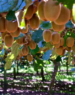 Fotografia 8 da espécie Actinidia deliciosa no Jardim Botânico UTAD