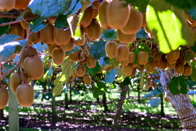 Fotografia da espécie Actinidia deliciosa