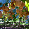 Fotografia 8 da espécie Actinidia deliciosa do Jardim Botânico UTAD
