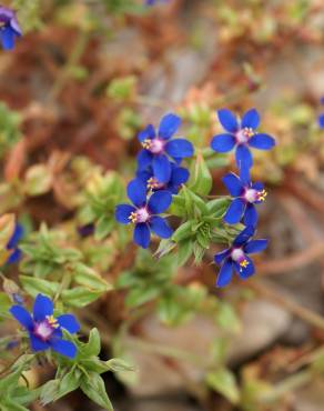 Fotografia 3 da espécie Anagallis foemina no Jardim Botânico UTAD