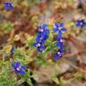 Fotografia 3 da espécie Anagallis foemina do Jardim Botânico UTAD