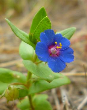 Fotografia 1 da espécie Anagallis foemina no Jardim Botânico UTAD