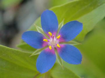 Fotografia da espécie Anagallis foemina