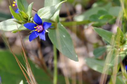 Fotografia da espécie Anagallis foemina