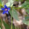 Fotografia 5 da espécie Anagallis foemina do Jardim Botânico UTAD