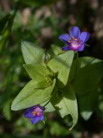 Fotografia da espécie Anagallis foemina