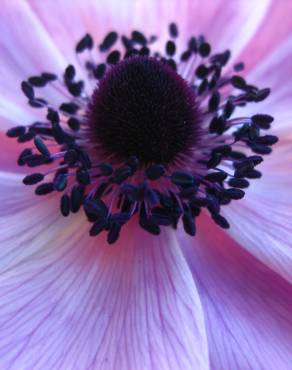 Fotografia 4 da espécie Anemone coronaria no Jardim Botânico UTAD