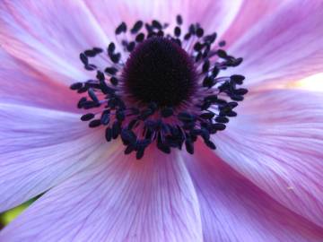 Fotografia da espécie Anemone coronaria