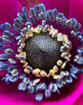 Fotografia 5 da espécie Anemone coronaria no Jardim Botânico UTAD
