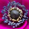 Fotografia 5 da espécie Anemone coronaria do Jardim Botânico UTAD