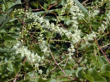 Fotografia da espécie Anredera cordifolia