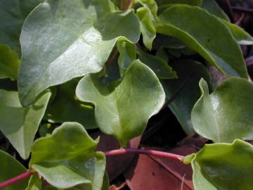 Fotografia da espécie Anredera cordifolia