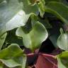 Fotografia 6 da espécie Anredera cordifolia do Jardim Botânico UTAD