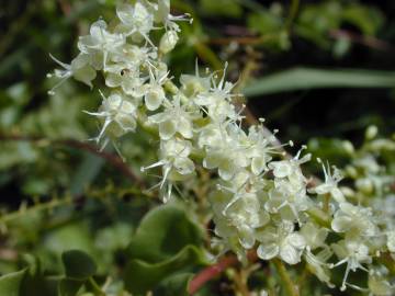 Fotografia da espécie Anredera cordifolia