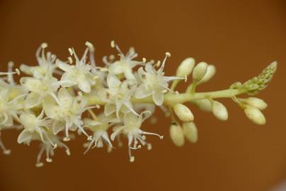 Fotografia da espécie Anredera cordifolia