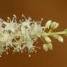 Fotografia 10 da espécie Anredera cordifolia do Jardim Botânico UTAD