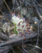 Fotografia da espécie Anthyllis vulneraria