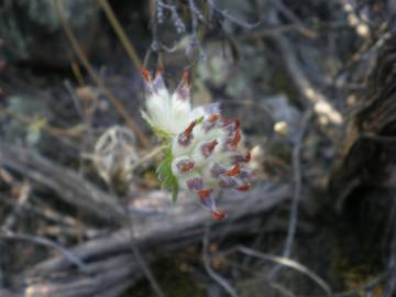 Fotografia da espécie Anthyllis vulneraria subesp. gandogeri