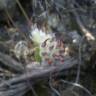 Fotografia 1 da espécie Anthyllis vulneraria subesp. gandogeri do Jardim Botânico UTAD