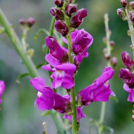 Fotografia da espécie Antirrhinum majus