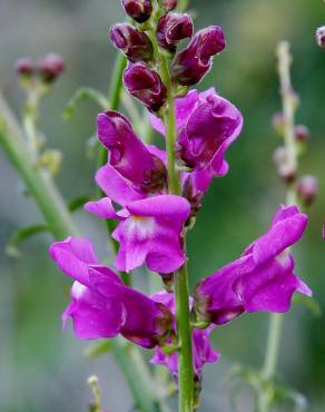 Fotografia 6 da espécie Antirrhinum majus no Jardim Botânico UTAD