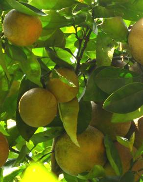 Fotografia 1 da espécie Citrus x sinensis no Jardim Botânico UTAD