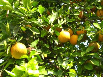 Fotografia da espécie Citrus x sinensis