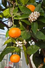 Fotografia da espécie Citrus x sinensis