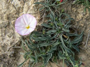 Fotografia da espécie Convolvulus lineatus