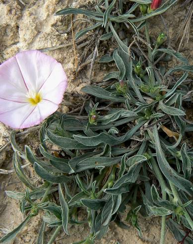 Fotografia de capa Convolvulus lineatus - do Jardim Botânico