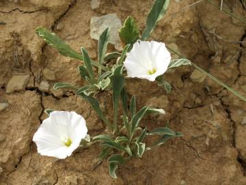 Fotografia da espécie Convolvulus lineatus