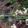 Fotografia 4 da espécie Galium glaucum subesp. australe do Jardim Botânico UTAD