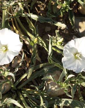 Fotografia 3 da espécie Convolvulus lineatus no Jardim Botânico UTAD