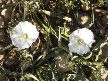 Fotografia da espécie Convolvulus lineatus