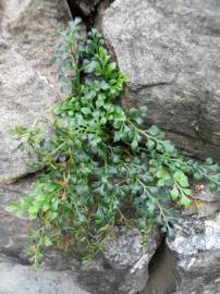 Fotografia da espécie Asplenium ruta-muraria subesp. ruta-muraria