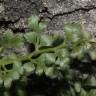 Fotografia 3 da espécie Asplenium ruta-muraria subesp. ruta-muraria do Jardim Botânico UTAD