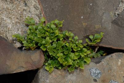 Fotografia da espécie Asplenium ruta-muraria subesp. ruta-muraria