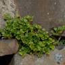 Fotografia 4 da espécie Asplenium ruta-muraria subesp. ruta-muraria do Jardim Botânico UTAD