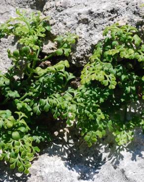 Fotografia 5 da espécie Asplenium ruta-muraria subesp. ruta-muraria no Jardim Botânico UTAD