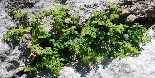 Fotografia da espécie Asplenium ruta-muraria subesp. ruta-muraria