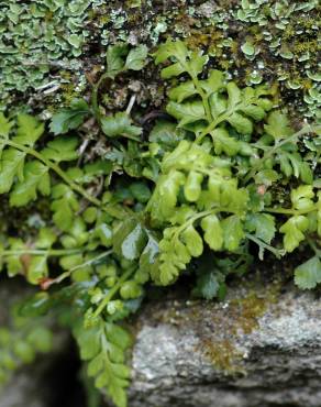 Fotografia 6 da espécie Asplenium ruta-muraria subesp. ruta-muraria no Jardim Botânico UTAD