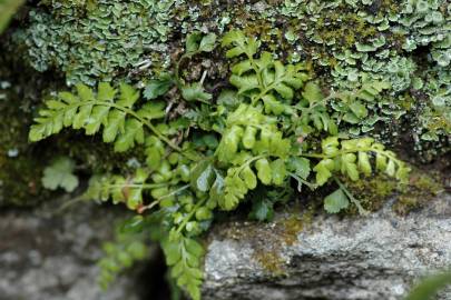 Fotografia da espécie Asplenium ruta-muraria subesp. ruta-muraria