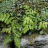 Fotografia 6 da espécie Asplenium ruta-muraria subesp. ruta-muraria do Jardim Botânico UTAD