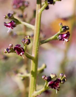 Fotografia 1 da espécie Scrophularia canina subesp. canina no Jardim Botânico UTAD