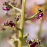 Fotografia 1 da espécie Scrophularia canina subesp. canina do Jardim Botânico UTAD