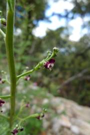 Fotografia da espécie Scrophularia canina subesp. canina