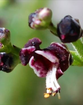 Fotografia 3 da espécie Scrophularia canina subesp. canina no Jardim Botânico UTAD