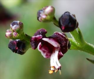 Fotografia da espécie Scrophularia canina subesp. canina